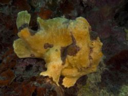 'Frog fish' from Lembeh. Taken with Olympus E-20 in Titan... by Istvan Juhasz 